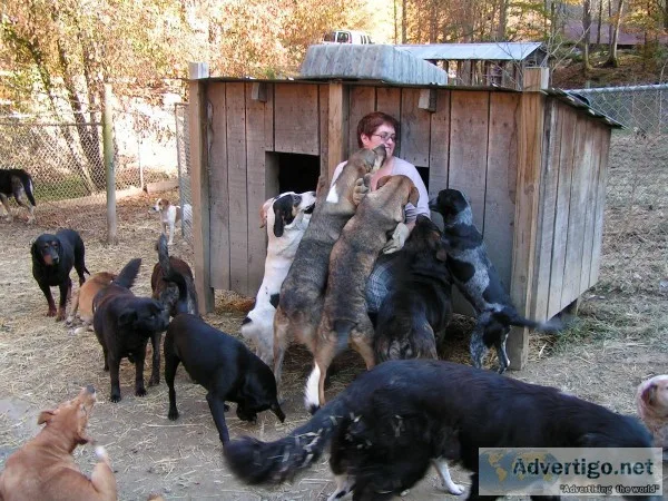 Animal Caregiver for  No-Kill  Sanctuary