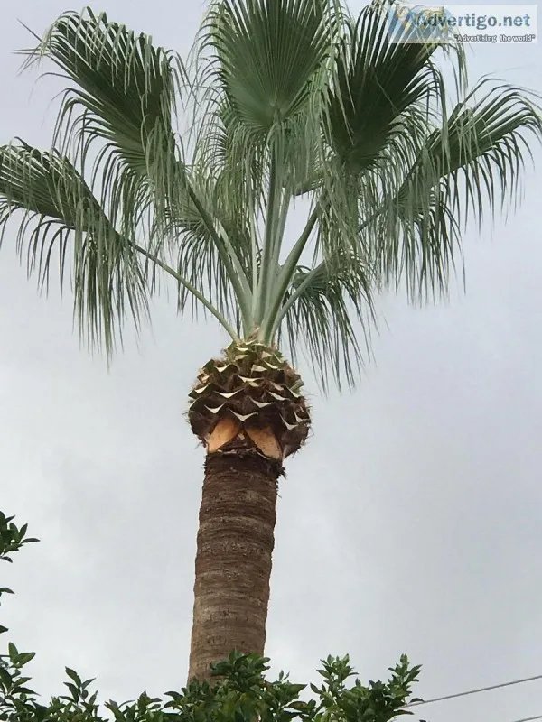 Tree trimming and lawn service