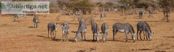 Best Tanzania Safari Companies