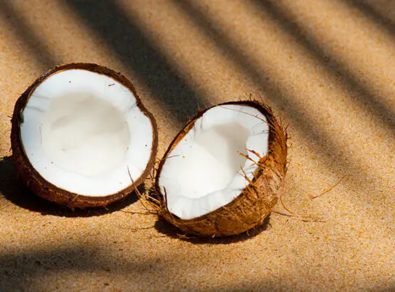 Coconut sugar exporter indonesia - tanih