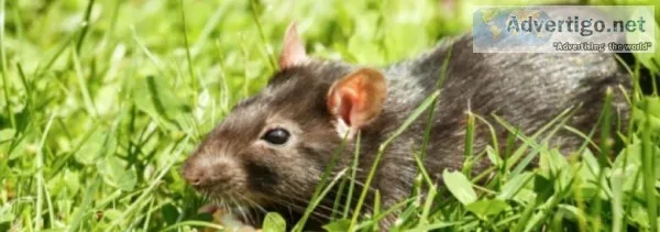Rat Control Services in Burnaby and Vancouver  Advancepest.ca