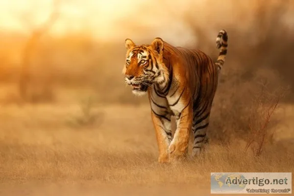 Tiger Safari in India