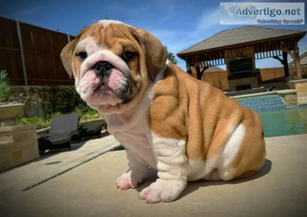 English bulldog for sale