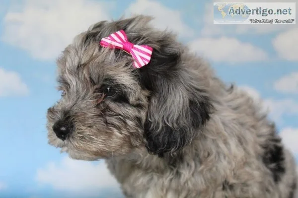 Pink Collar