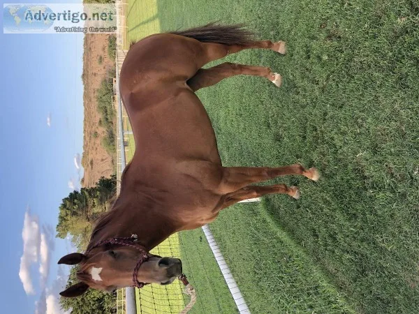 AQHA Race Horse For Sale