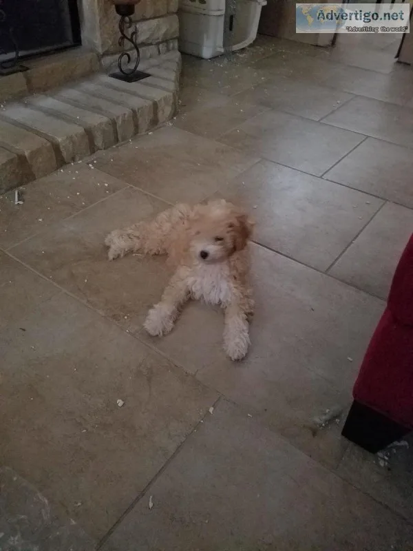 Mini Goldendoodle