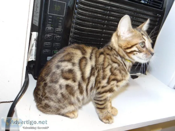 Gorgeous Rosetted Bengal Kittens