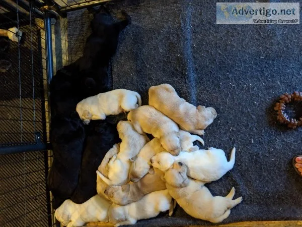 Labrador retrievers