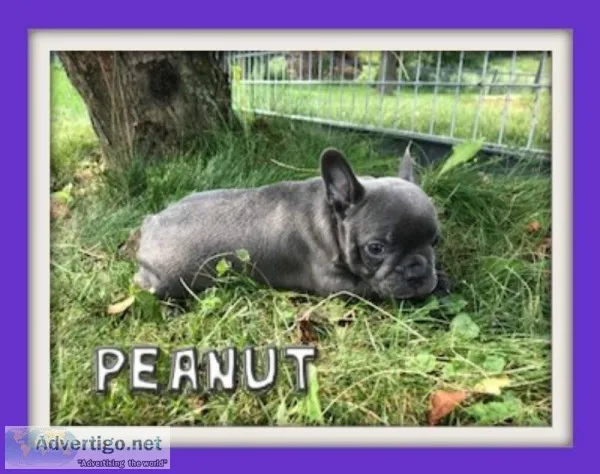Peanut Male Frenchton