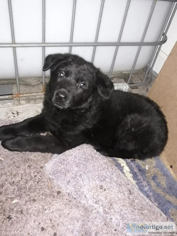 Solid Black Female German shepherd Puppy