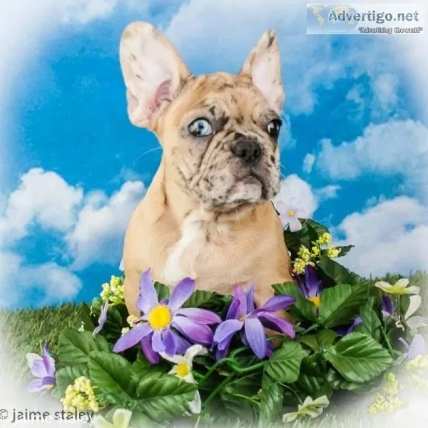 Lily Female 78 Frenchton