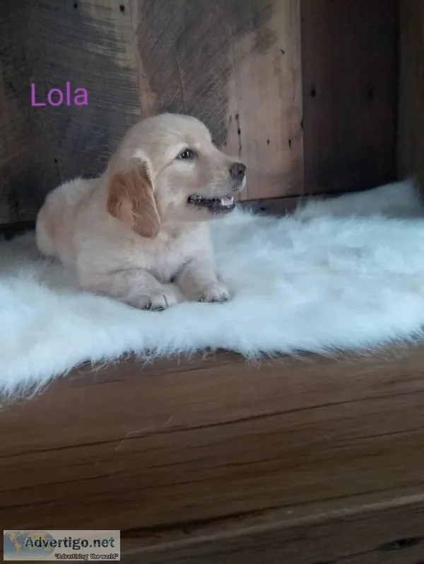 Lola AKC Female Golden Retriever