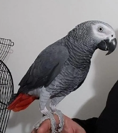 K-I African Grey Parrot---400