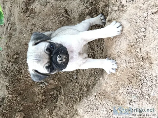Male Pug Puppies