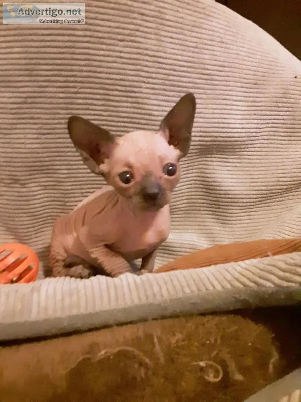 Sphynx Kittens - Ready to go home NOW