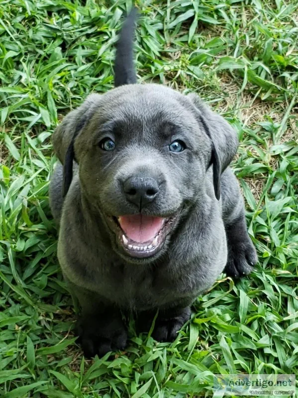 AKC Silver and Charcoal Labrador Puppies