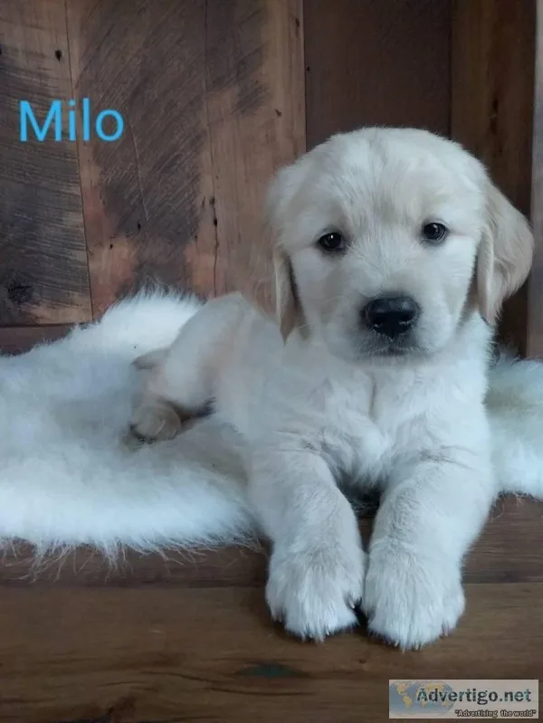 Milo AKC Male Golden Retriever