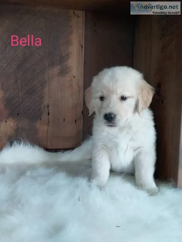 Bella AKC Female Golden Retriever