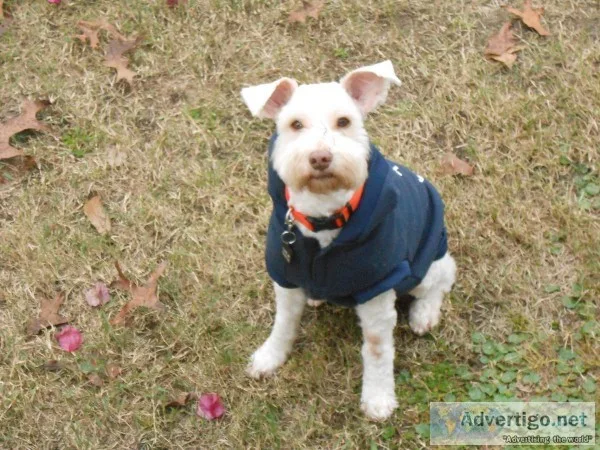 Mini Albino Schnauzer