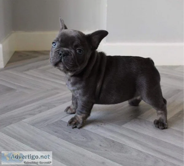 New Little Blue Tan French Bulldogs
