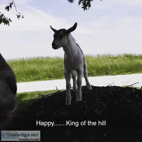 mini pig and goat