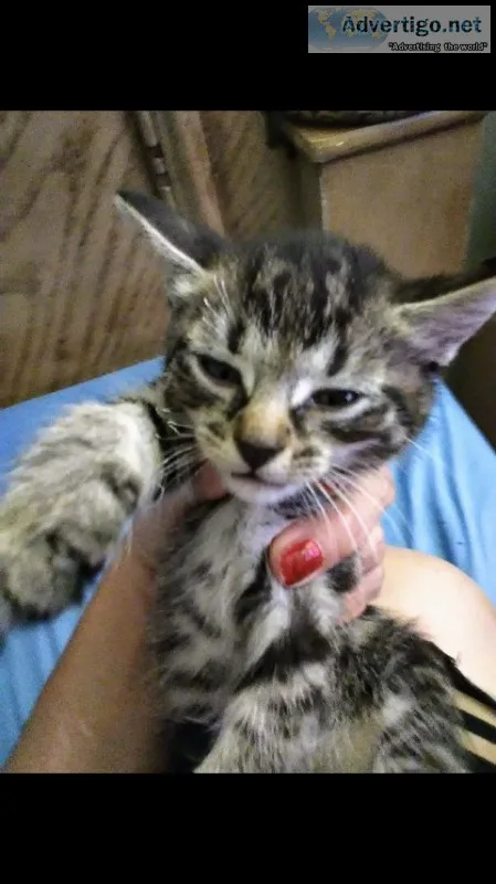 Tabby Kittens
