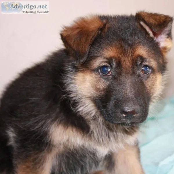 AKC German Shepherd