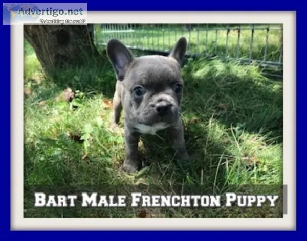 Bart Male Frenchton