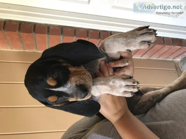 Hound puppies
