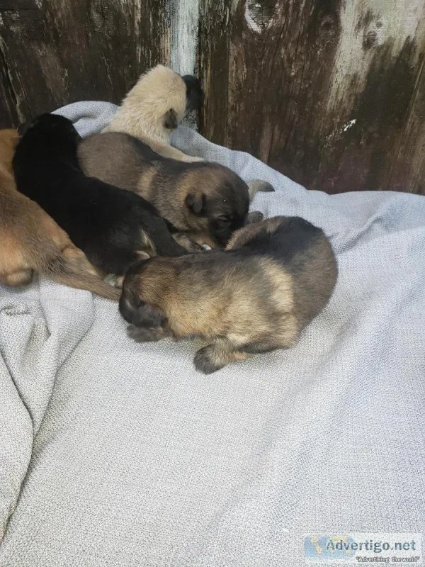 German shepherd puppies
