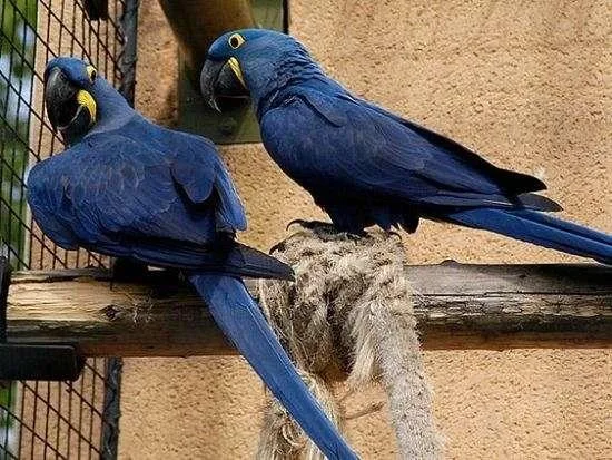Oklahoma Lovely Pair of Hyacinth Macaw Available