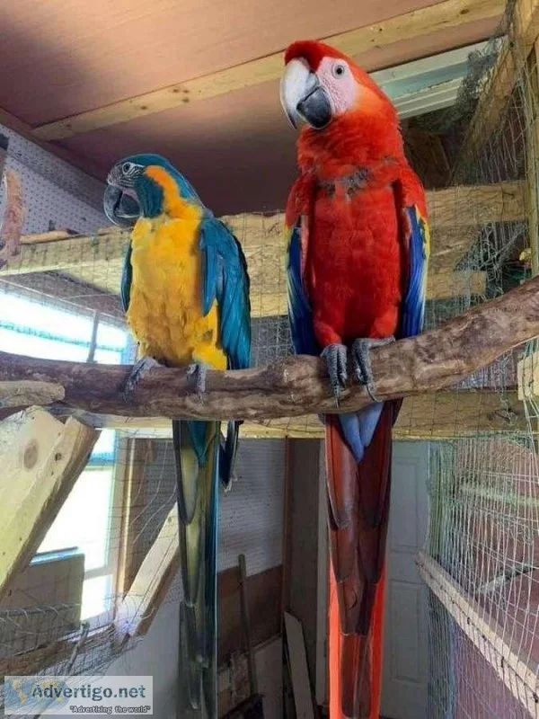 CUCU Scarlet Macaws and Blue Throat Macaws