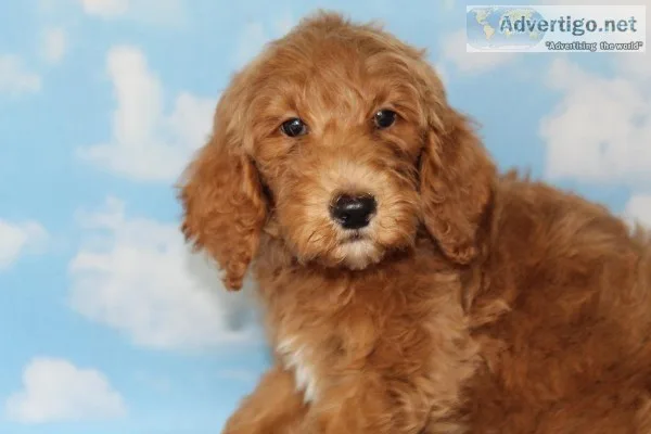 Standard Goldendoodle