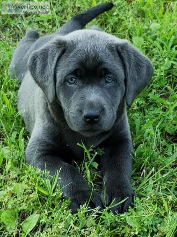 AKC Silver and Charcoal Labrador Puppies