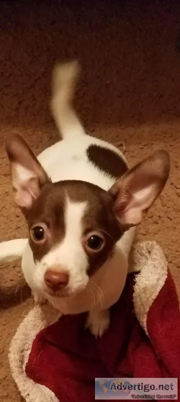 Free Chihuahua pups to loving owner