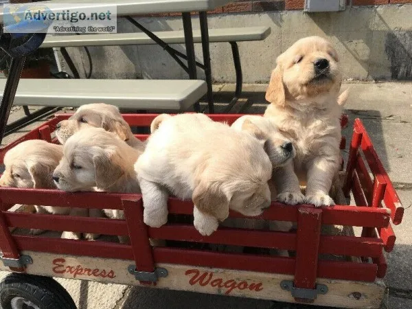 SS.SS Well Cute Golden Retriever Pups Ready