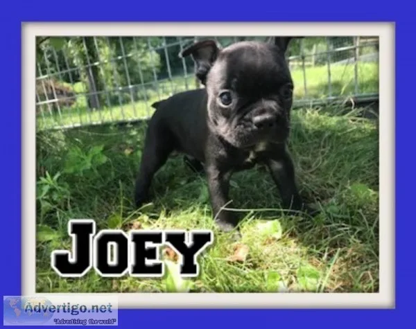 Joey Male Frenchton
