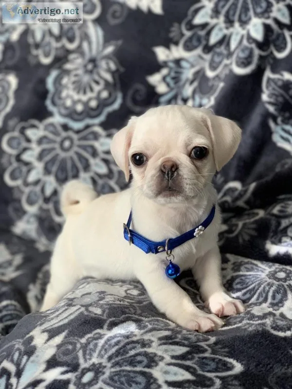Adorable White PUG Puppies