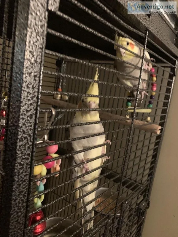 2 Male Cockateils with Cage