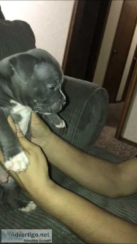 Champion Bloodline American Bully Pups