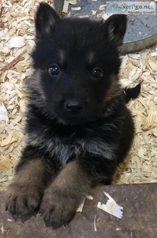 European black and red German shepherds