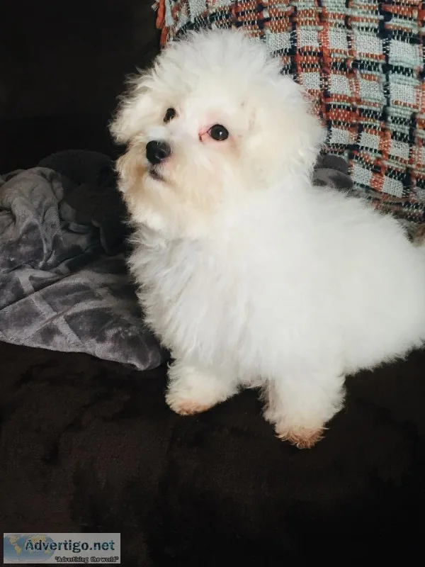 Maltese Puppy needs home