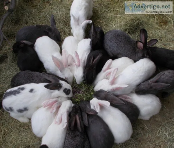  RABBITS ON SALE NOW 