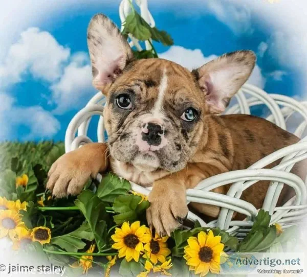 Zelle Female 78 Frenchton