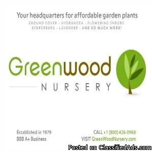 Groundcover Plants