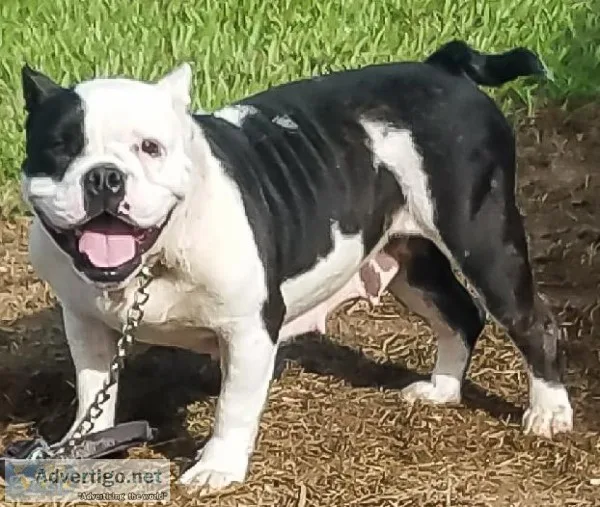 Beautiful Bully