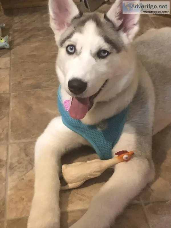 Siberian Husky
