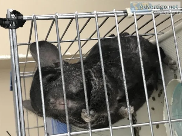 Chinchilla (Black)