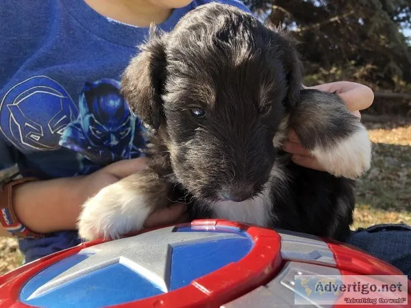 Colliedoodle Puppies