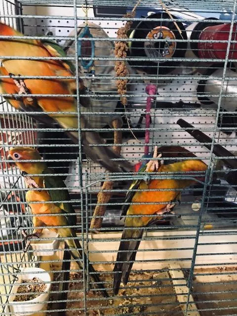 Hand Tame Baby Sun Conures for Sale